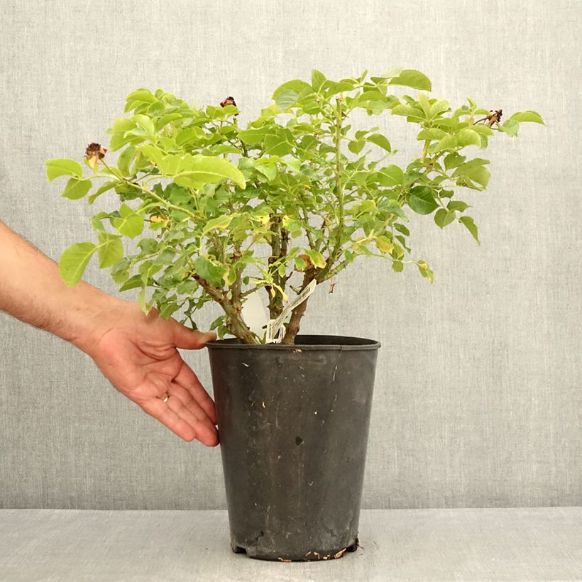 Exemplaar van Rosa Jardin des Tuileries - Trosroos Pot van 3 l/4 l zoals geleverd in de zomer