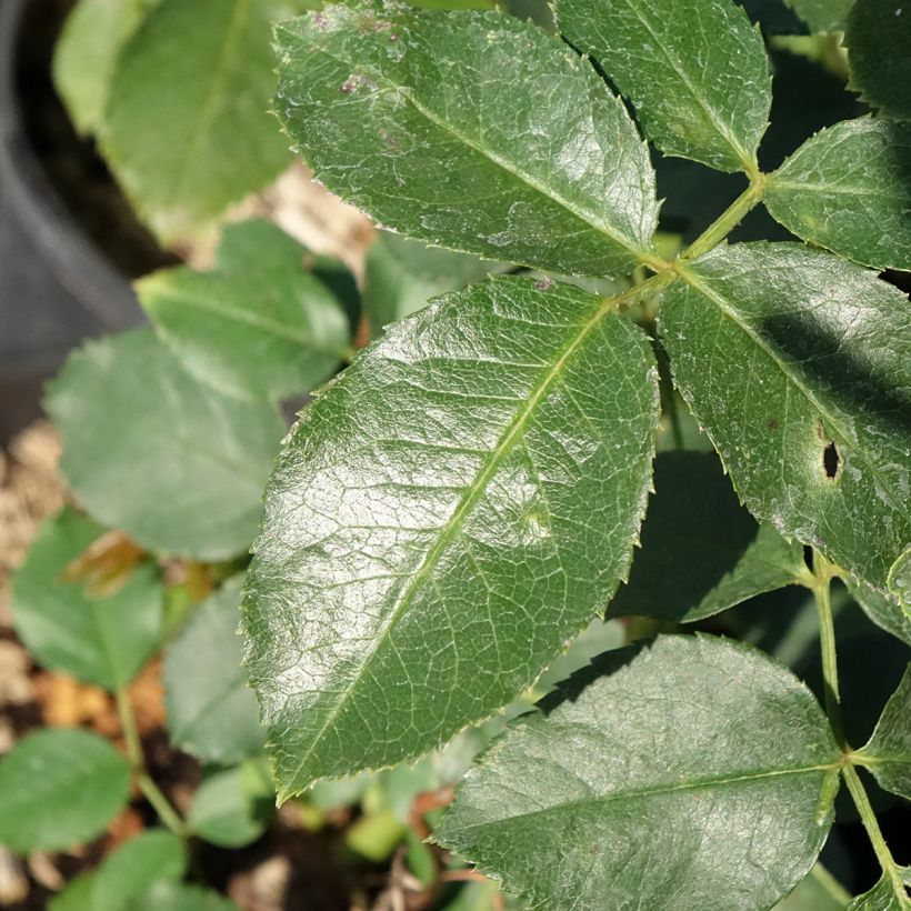 Rosa Jubilé du Prince de Monaco - Trosroos (Blad)