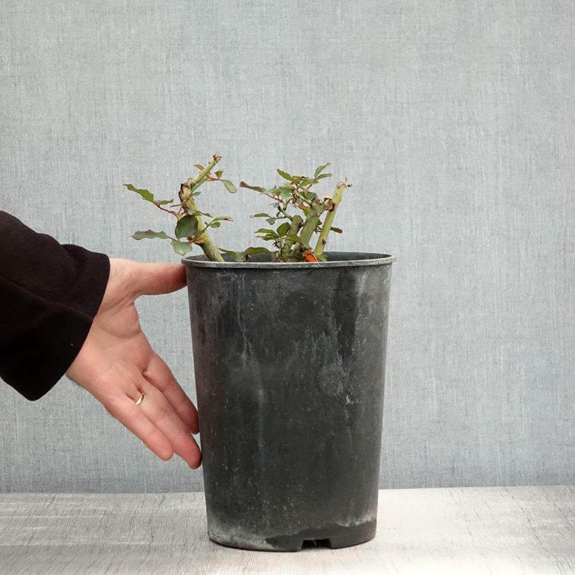 Exemplaar van Rosa Jubilé du Prince de Monaco - Trosroos Pot van 4 l/5 l zoals geleverd in de herfst