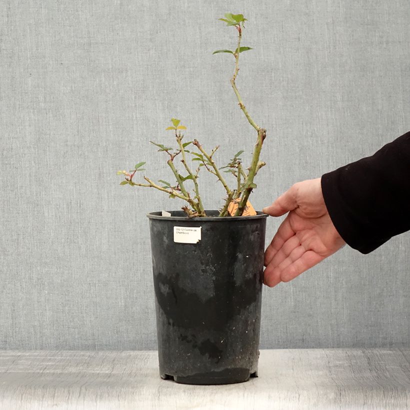 Example of Rosa Jubilé du Prince de Monaco - Trosroos Pot van 4 l/5 l as you get in hiver