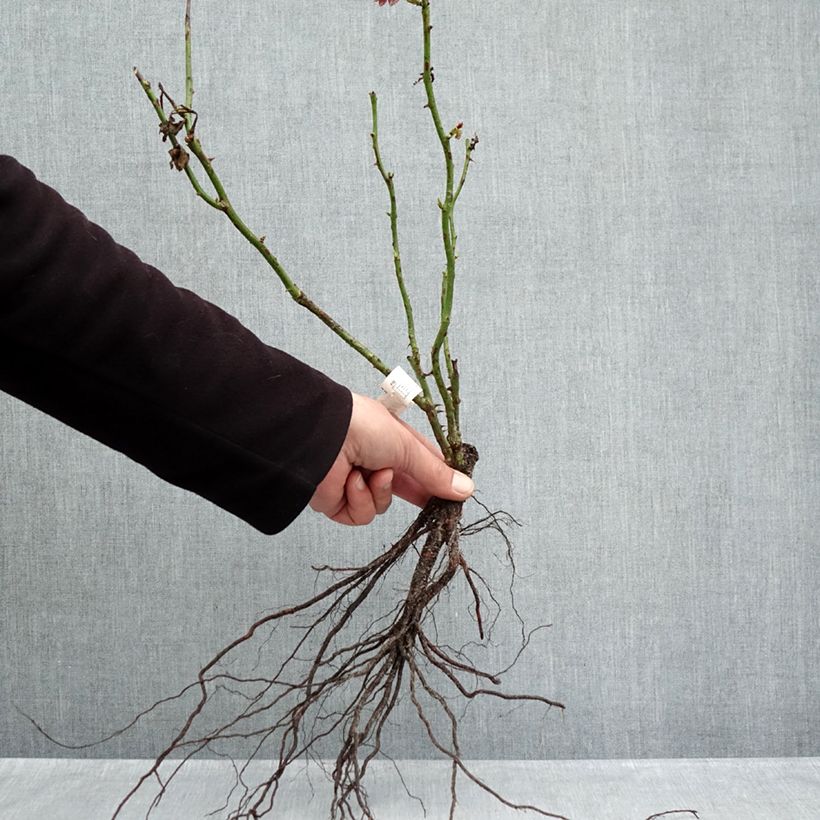 Example of Rosa Jubilé du Prince de Monaco - Trosroos Naakte wortel as you get in hiver