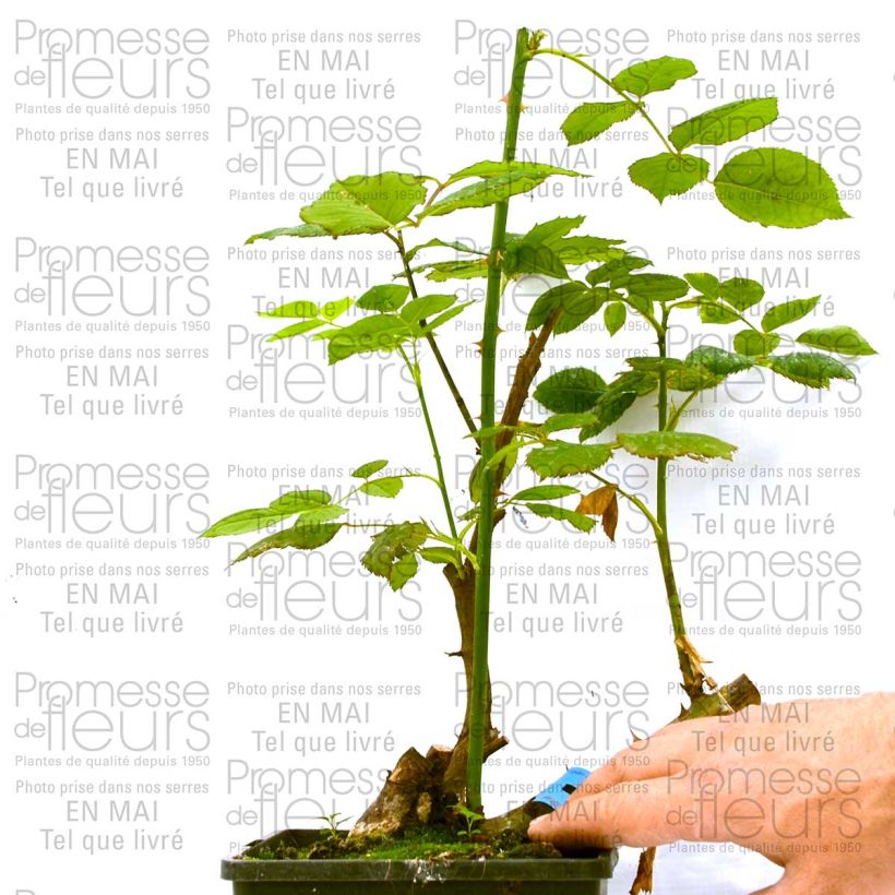 Voorbeeld van een exemplaar van Rosa Generosa® Ladurée - Struikroos Pot van 4 l/5 l zoals geleverd