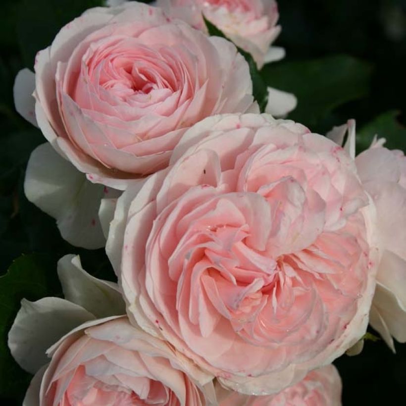 Rosa Larissa - Bodembedekkende roos (Flowering)