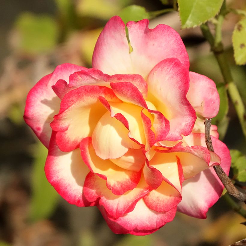 Rosa Leo Ferré - Grootbloemige roos (Bloei)