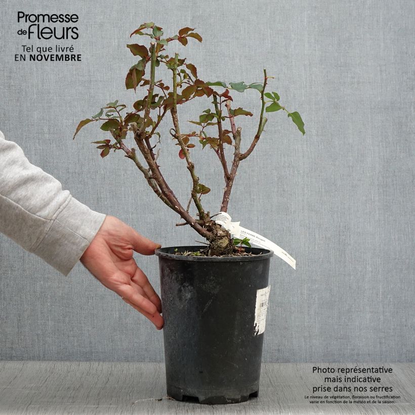 Exemplaar van Rosa Leo Ferré - Grootbloemige roos Pot van 4 l/5 l zoals geleverd in de herfst
