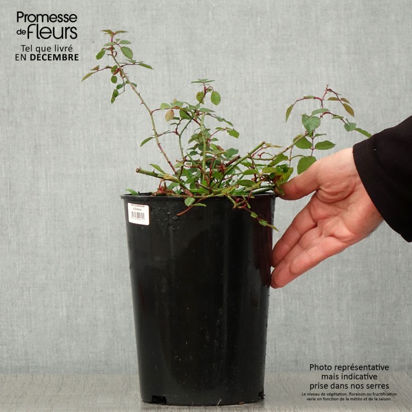 Exemplaar van Rosa Adelaide d'Orleans - Ramblerroos Pot van 4 l/5 l zoals geleverd in de herfst