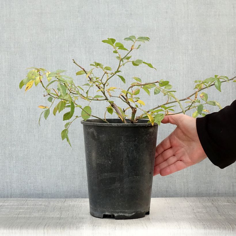 Exemplaar van Rosa Albéric Barbier - Ramblerroos Pot van 4 l/5 l zoals geleverd in de herfst