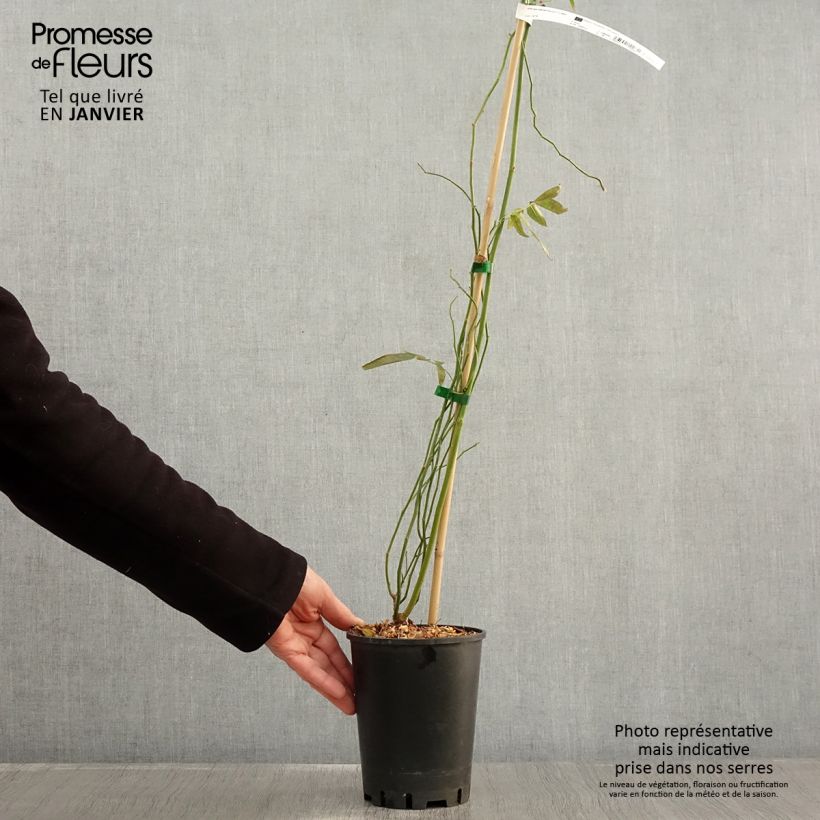 Example of Rosier liane banksiae Purezza Pot van 2 l/3 l as you get in hiver