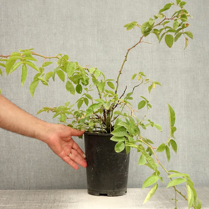 Exemplaar van Rosa Bobbie James - Ramblerroos Pot van 4 l/5 l zoals geleverd in de zomer