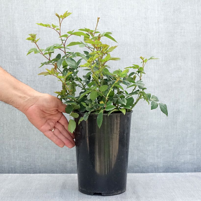 Exemplaar van Rosa Félicité et Perpétue - Ramblerroos Pot van 4 l/5 l zoals geleverd in de zomer