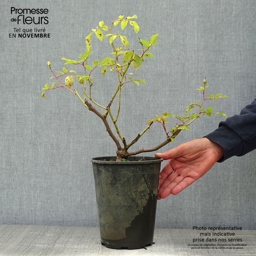 Exemplaar van Rosa filipes Kiftsgate - Ramblerroos Pot van 4 l/5 l zoals geleverd in de herfst