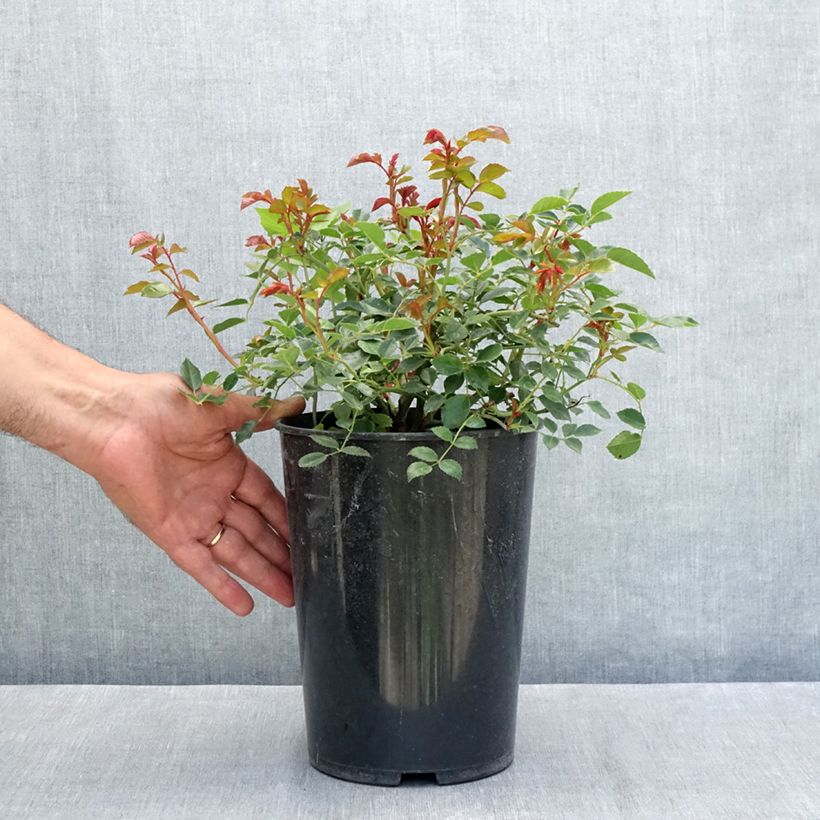 Exemplaar van Rosa François Juranville - Ramblerroos Pot van 4 l/5 l zoals geleverd in de zomer