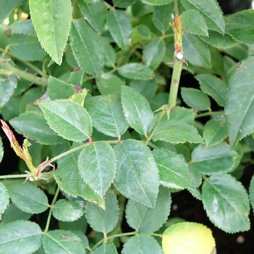 Rosa François Juranville - Ramblerroos (Blad)