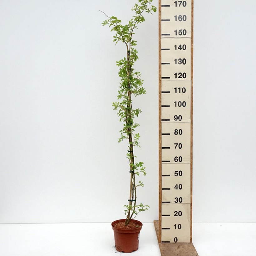 Exemplaar van Rosier liane Goldfinch Pot van 4 l/5 l zoals geleverd in de lente