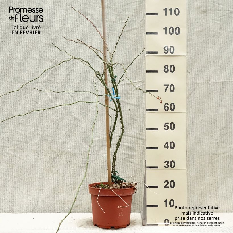 Example of Rosier liane Kew Rambler Pot van 4 l/5 l as you get in hiver