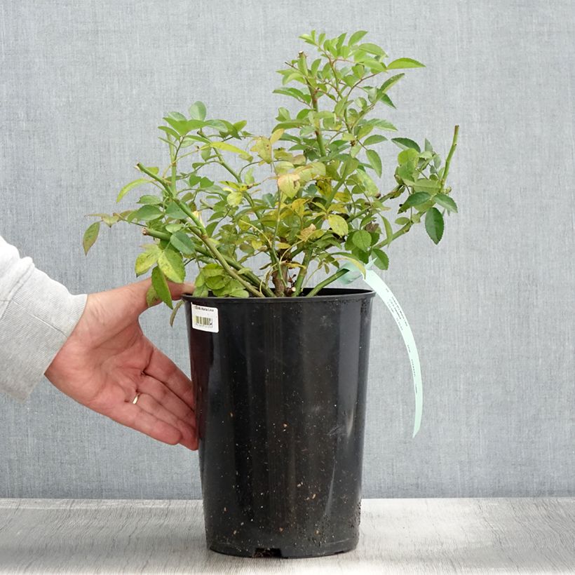 Exemplaar van Rosa Maria Lisa - Ramblerroos Pot van 4 l/5 l zoals geleverd in de herfst