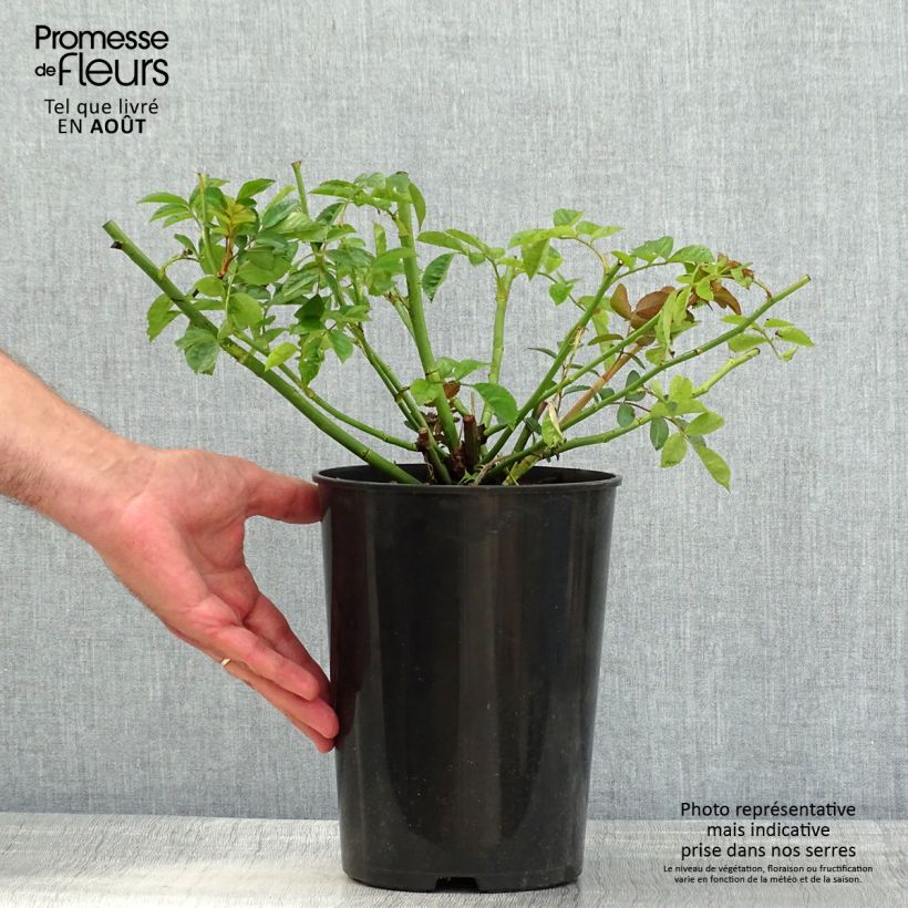 Exemplaar van Rosa Maria Lisa - Ramblerroos Pot van 4 l/5 l zoals geleverd in de zomer