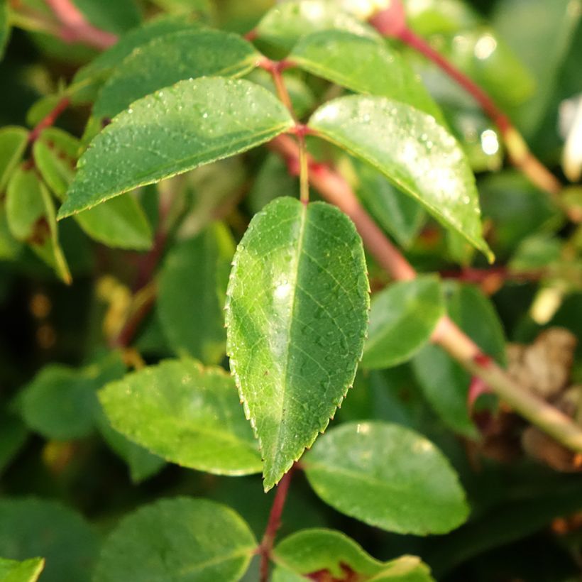 Rosa Paul Noel - Ramblerroos (Blad)