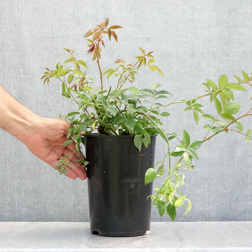 Exemplaar van Rosa Paul's Himalayan Musk - Ramblerroos Pot van 4 l/5 l zoals geleverd in de zomer