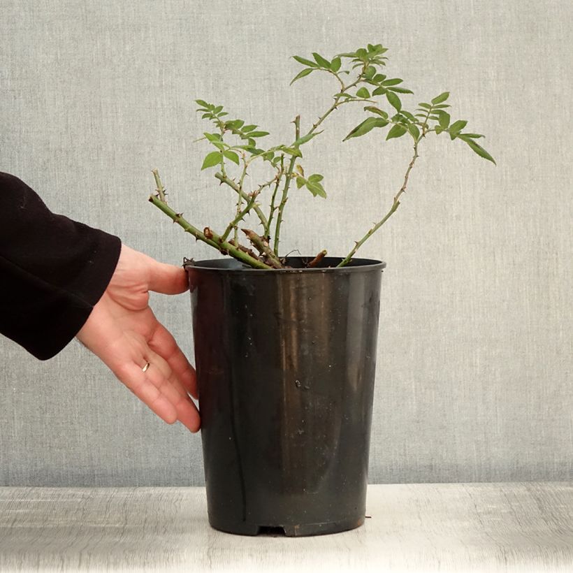 Example of Rosa Rambling Rector - Ramblerroos Pot van 4 l/5 l as you get in hiver