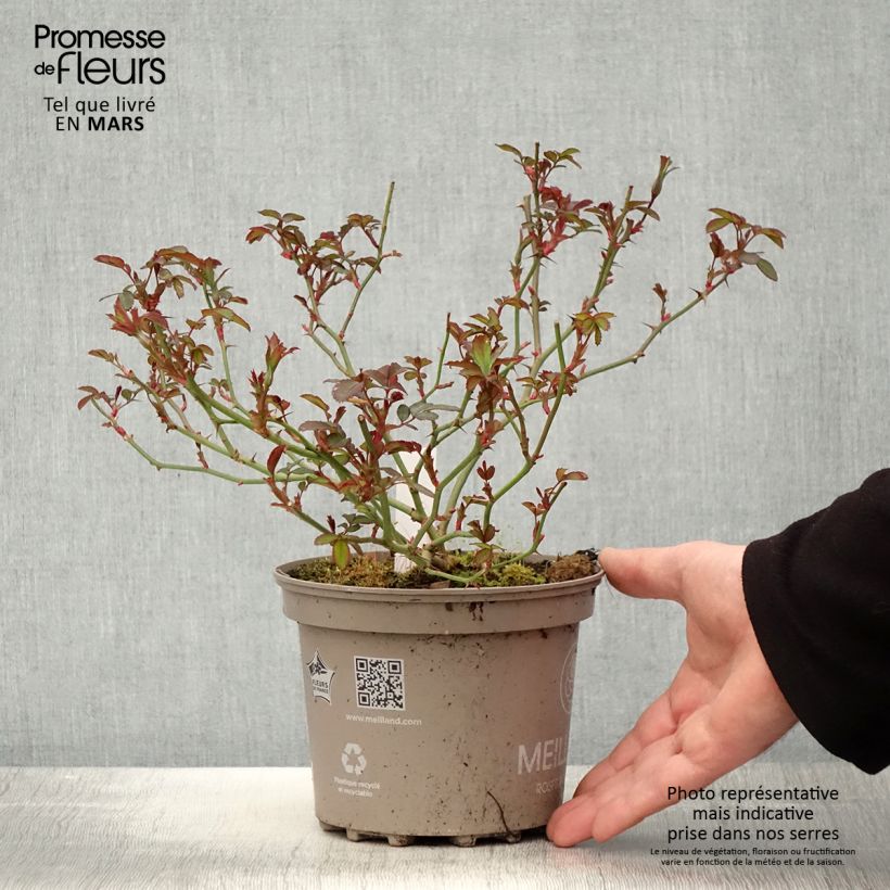 Exemplaar van Rosa Pink Chantilly - Landschapsroos Pot van 4 l/5 l zoals geleverd in de lente