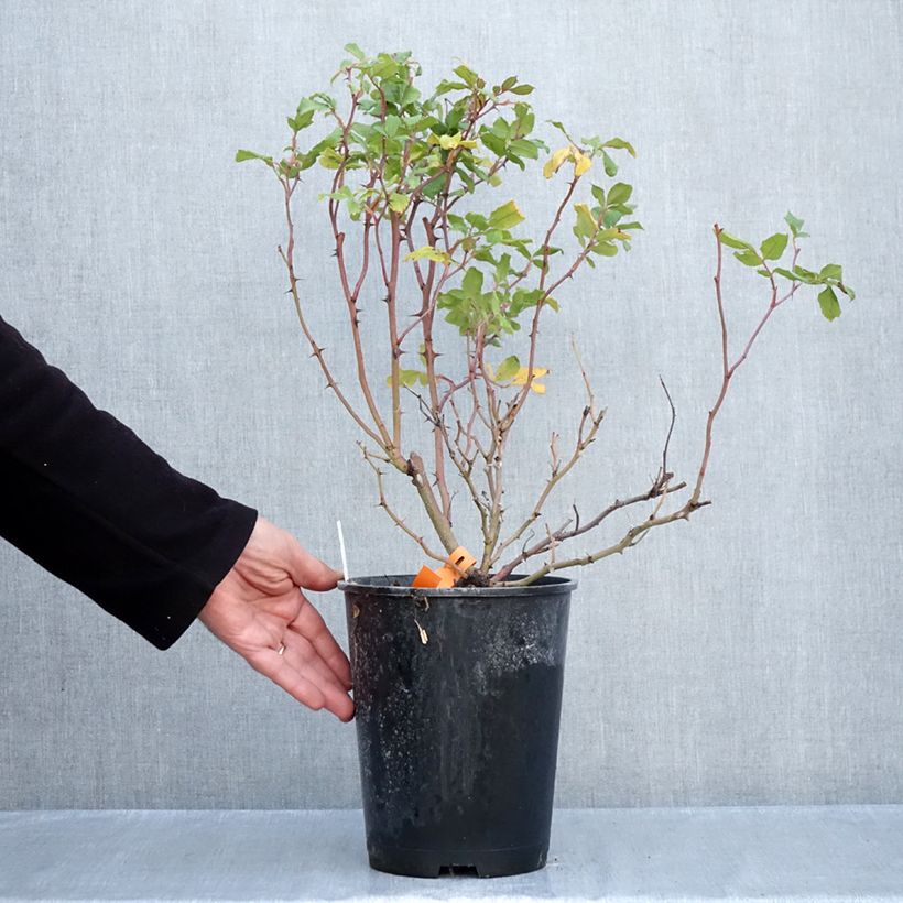 Exemplaar van Rosa Pink Chantilly - Landschapsroos Pot van 4 l/5 l zoals geleverd in de herfst