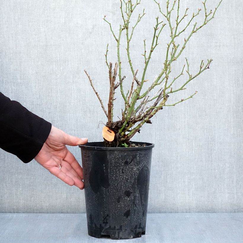 Exemplaar van Rosa Belle Symphonie - Miniatuurroos Pot van 4 l/5 l zoals geleverd in de winter