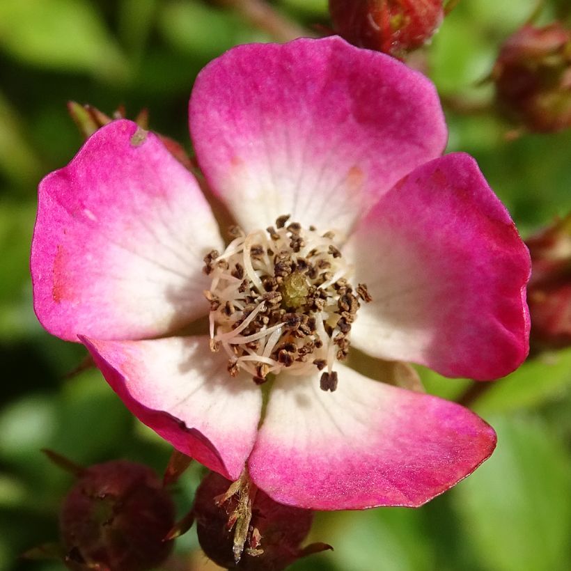 Rosa Cutie Pie - Miniatuurroos (Flowering)