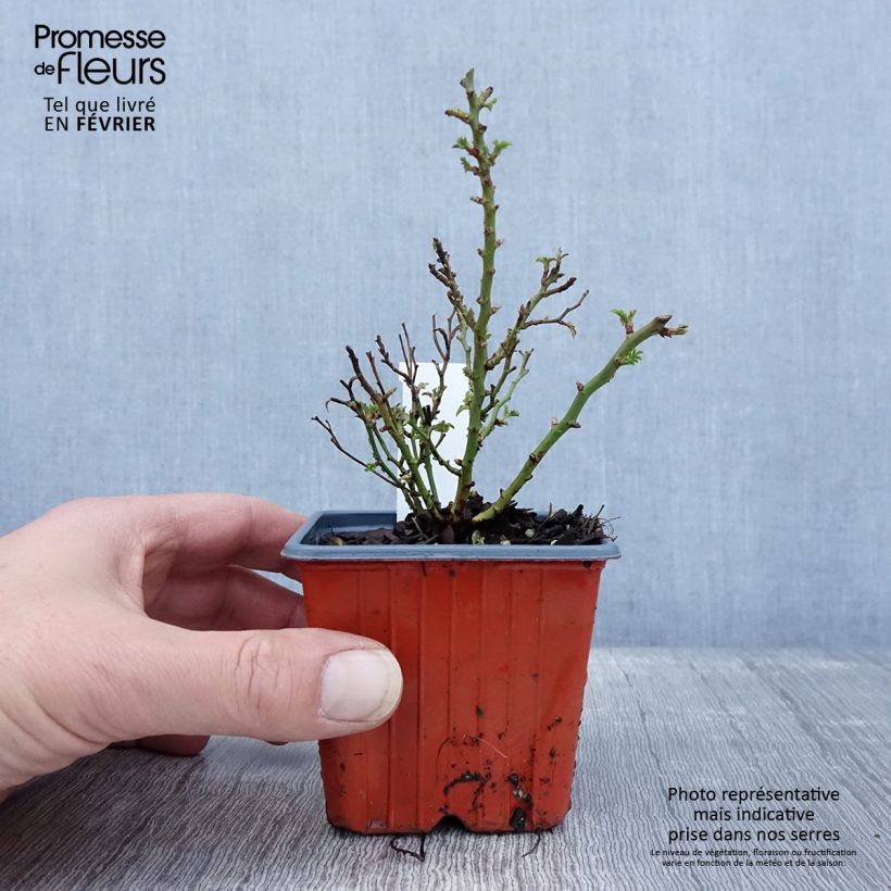 Example of Rosier miniature Cutie Pie Kweekpotje van 8/9 cm as you get in hiver