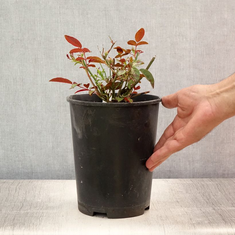 Exemplaar van Rosa Orange Morsdag - Miniatuurroos Pot van 3 l/4 l zoals geleverd in de zomer
