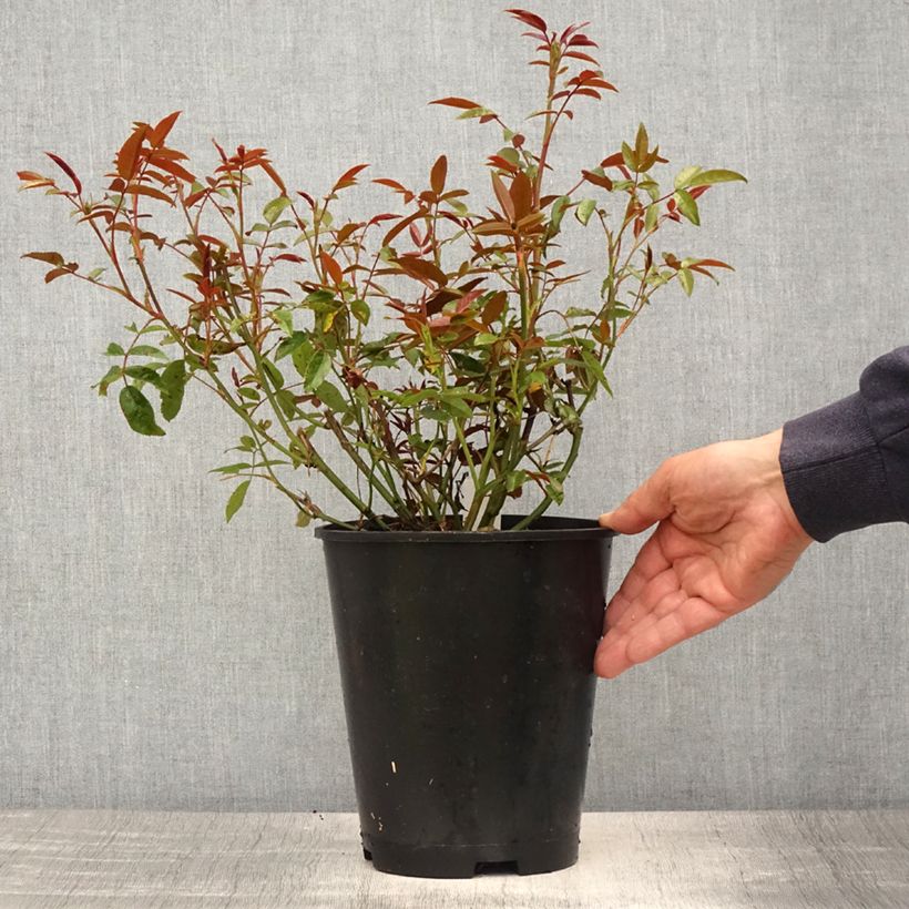 Exemplaar van Rosa Orange Morsdag - Miniatuurroos Pot van 3 l/4 l zoals geleverd in de lente