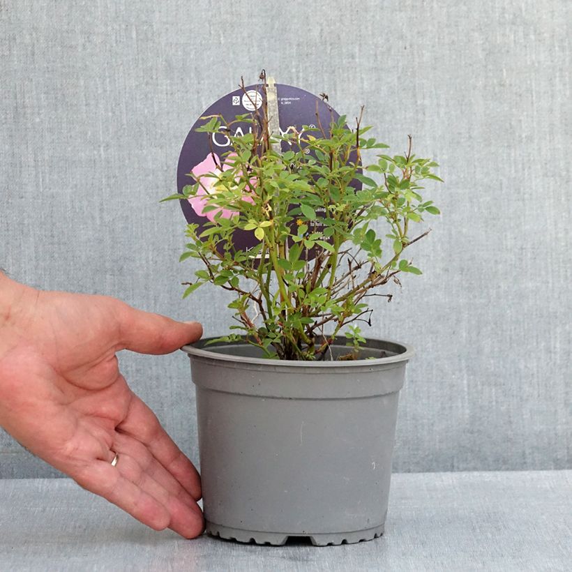 Exemplaar van Miniroos Galaxy Vega Pot van 1,5 l/2 l zoals geleverd in de zomer