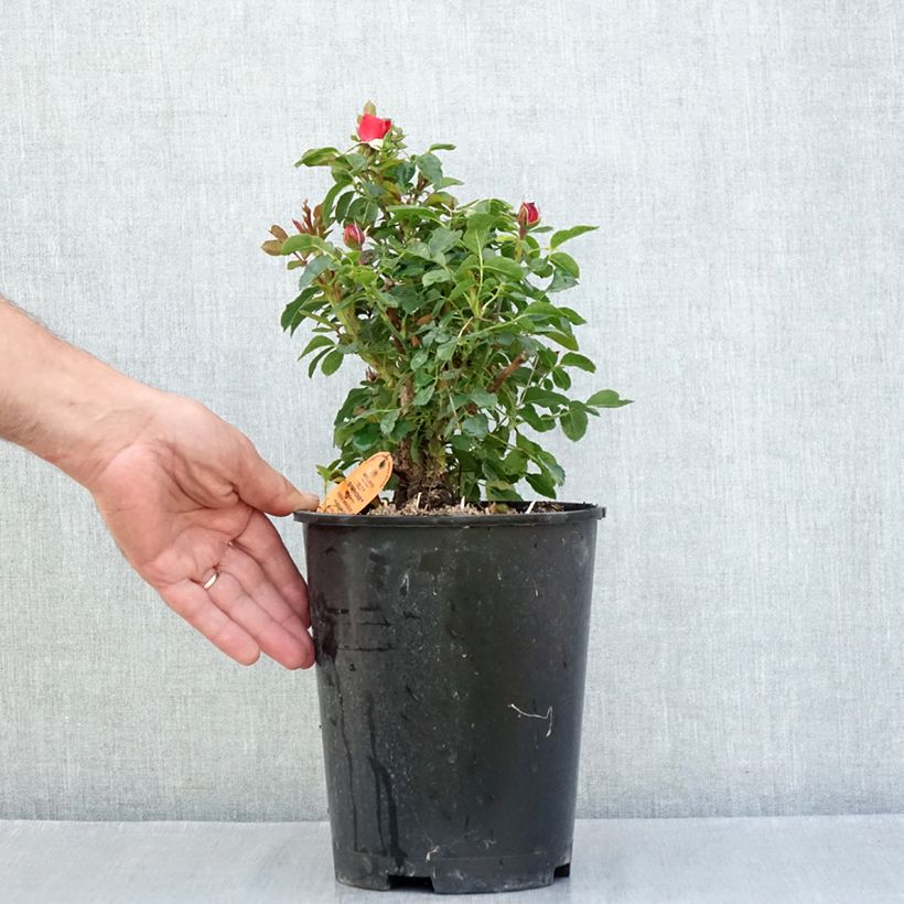 Exemplaar van Rosa Tilt Symphonie - Miniatuurroos Pot van 4 l/5 l zoals geleverd in de zomer