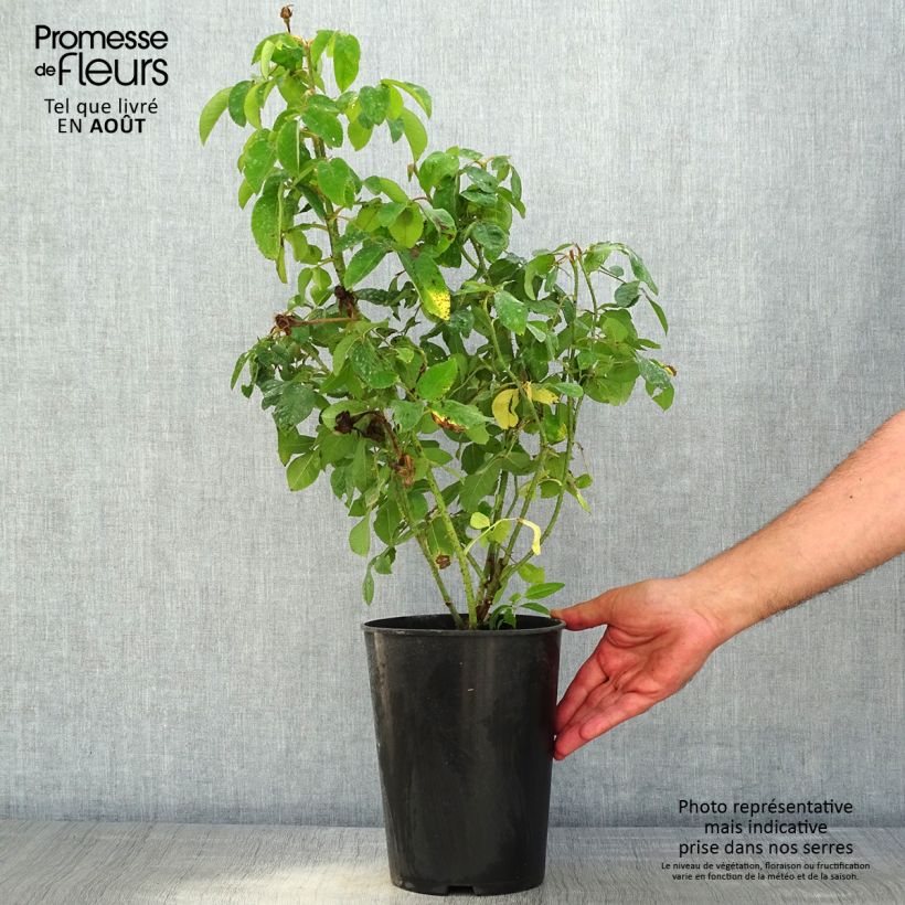 Exemplaar van Rosa Mme Boll - Historische roos Pot van 4 l/5 l zoals geleverd in de zomer