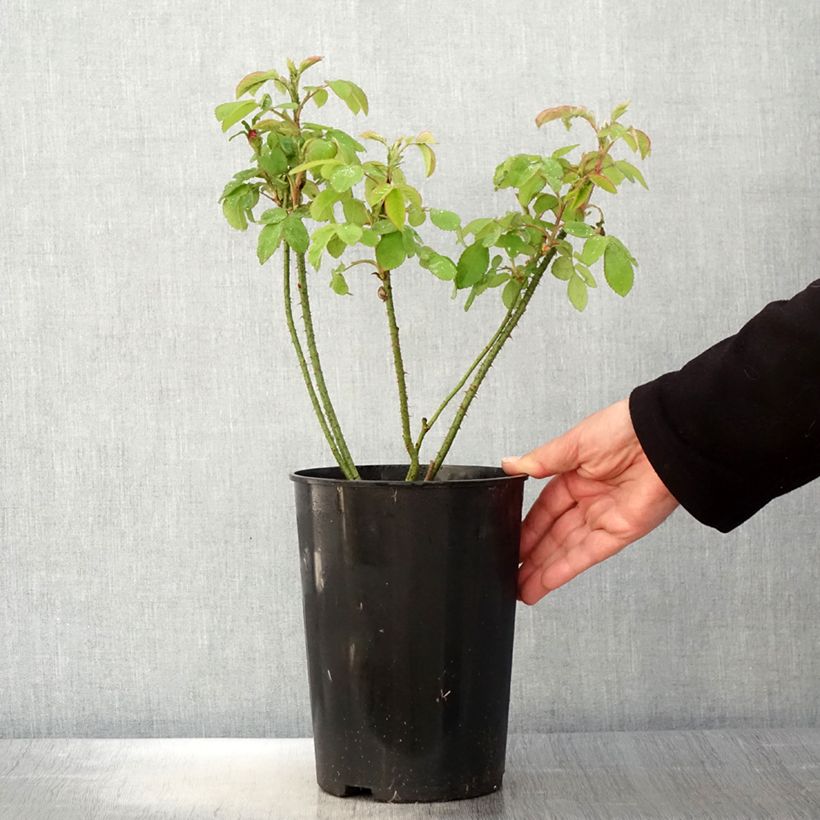 Exemplaar van Rosa Mme Boll - Historische roos Pot van 4 l/5 l zoals geleverd in de lente