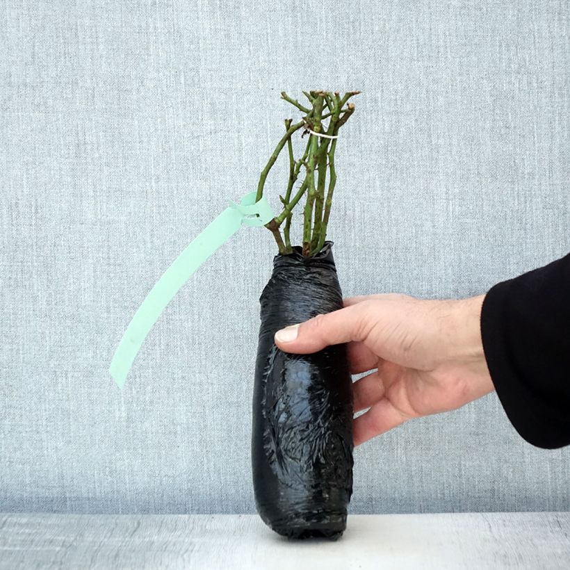 Example of Rosa Aria Babylon Eyes - Struikroos In kluit as you get in hiver