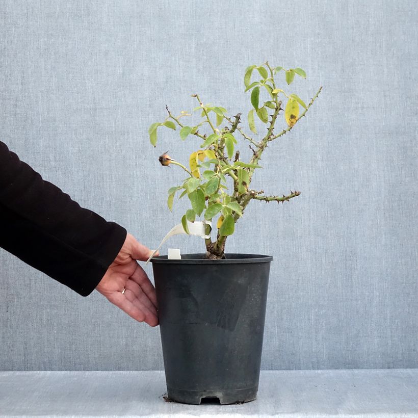 Exemplaar van Rosa Bordure d'Or - Patioroos Pot van 3 l/4 l zoals geleverd in de herfst