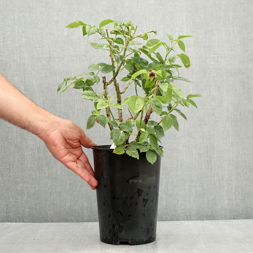 Exemplaar van Rosa Bordure d'Or - Patioroos Pot van 3 l/4 l zoals geleverd in de zomer
