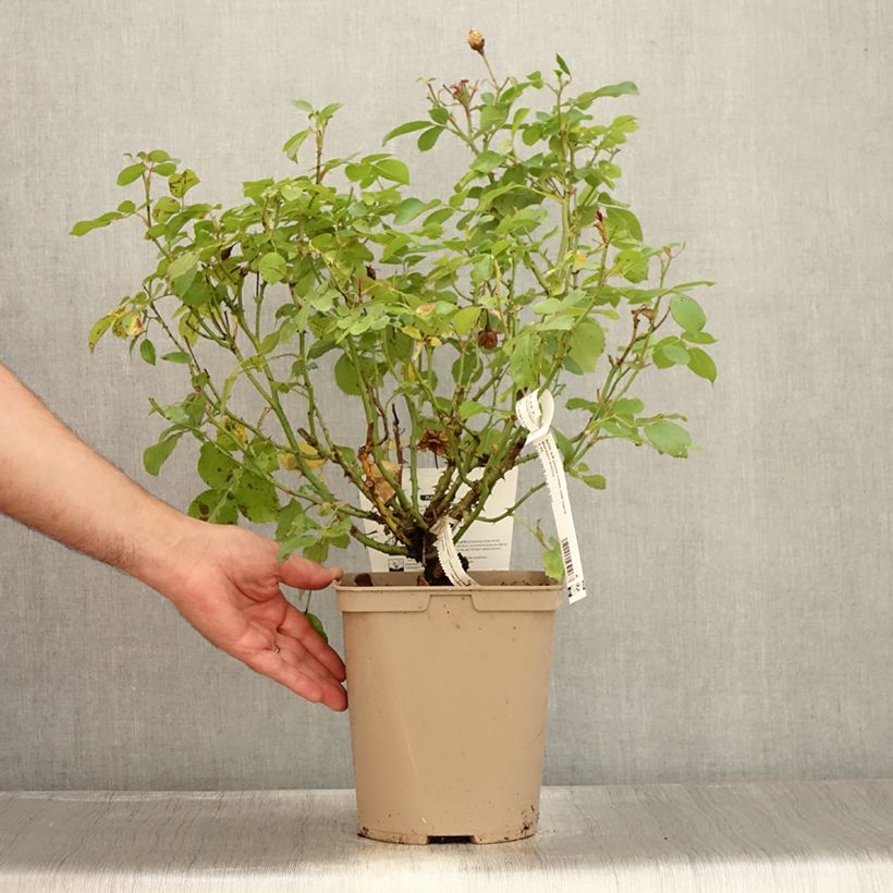 Exemplaar van Rosa Bordure Nacrée - Patioroos Pot van 4 l/5 l zoals geleverd in de zomer