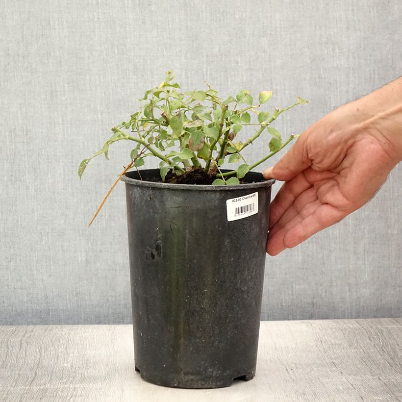 Exemplaar van Rosa Charmant - Patioroos Pot van 2 l/3 l zoals geleverd in de zomer
