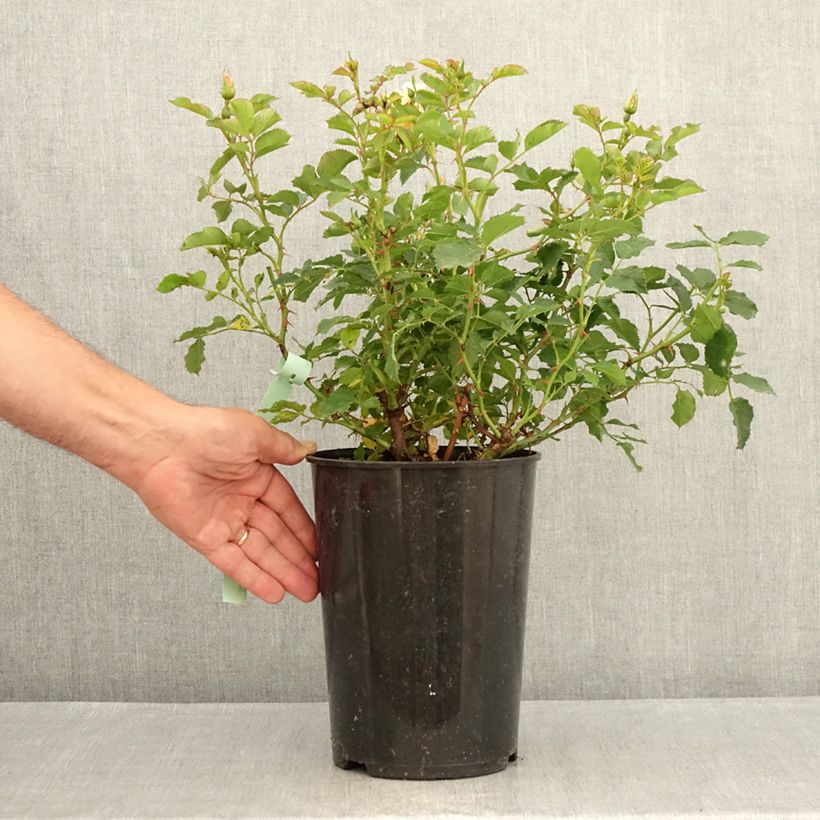 Exemplaar van Rosa Fancy Babylon Eyes - Struikroos Pot van 4 l/5 l zoals geleverd in de zomer