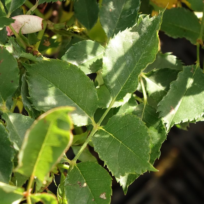 Rosa Fancy Babylon Eyes - Struikroos (Blad)