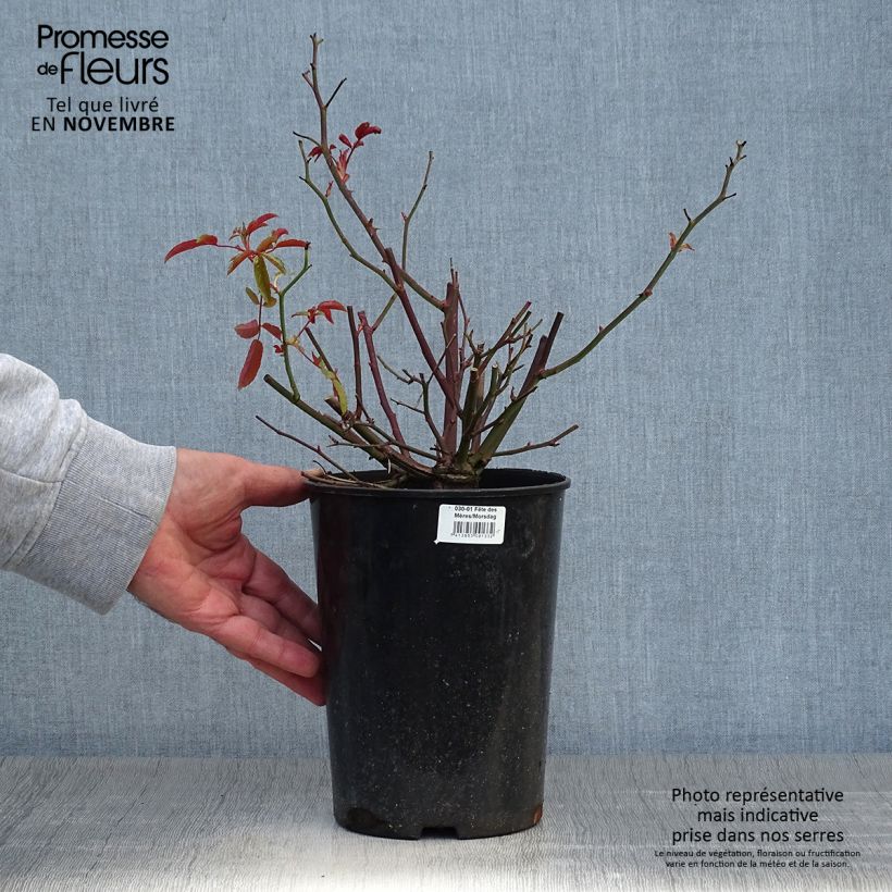 Exemplaar van Rosa Rode Morsdag - Patioroos Pot van 3 l/4 l zoals geleverd in de herfst