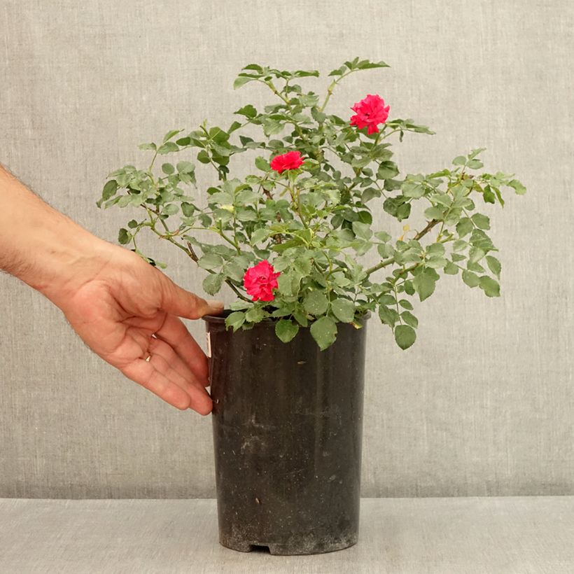 Exemplaar van Rosa Rode Morsdag - Patioroos Pot van 3 l/4 l zoals geleverd in de zomer