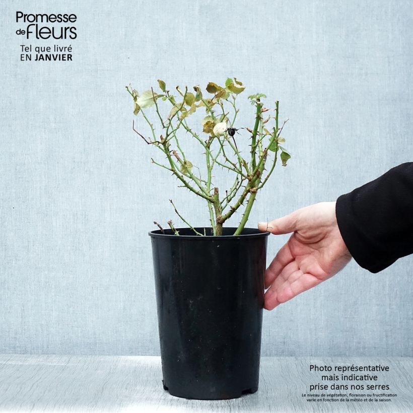 Example of Rosier nain Glorious Babylon Eyes  Pot van 4 l/5 l as you get in hiver