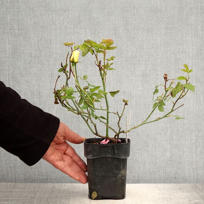 Example of Rosa Lemon Fizz - Patioroos Pot van 10 cm/11 cm as you get in printemps