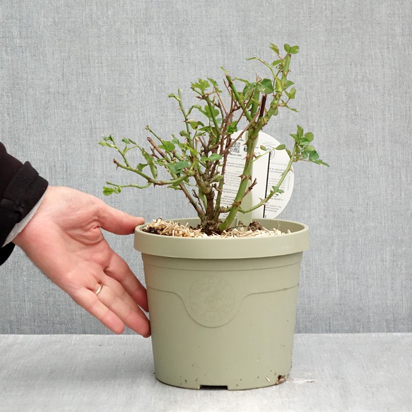 Exemplaar van Rosa Mandarin - Patioroos Pot van 1,5 l/2 l zoals geleverd in de herfst