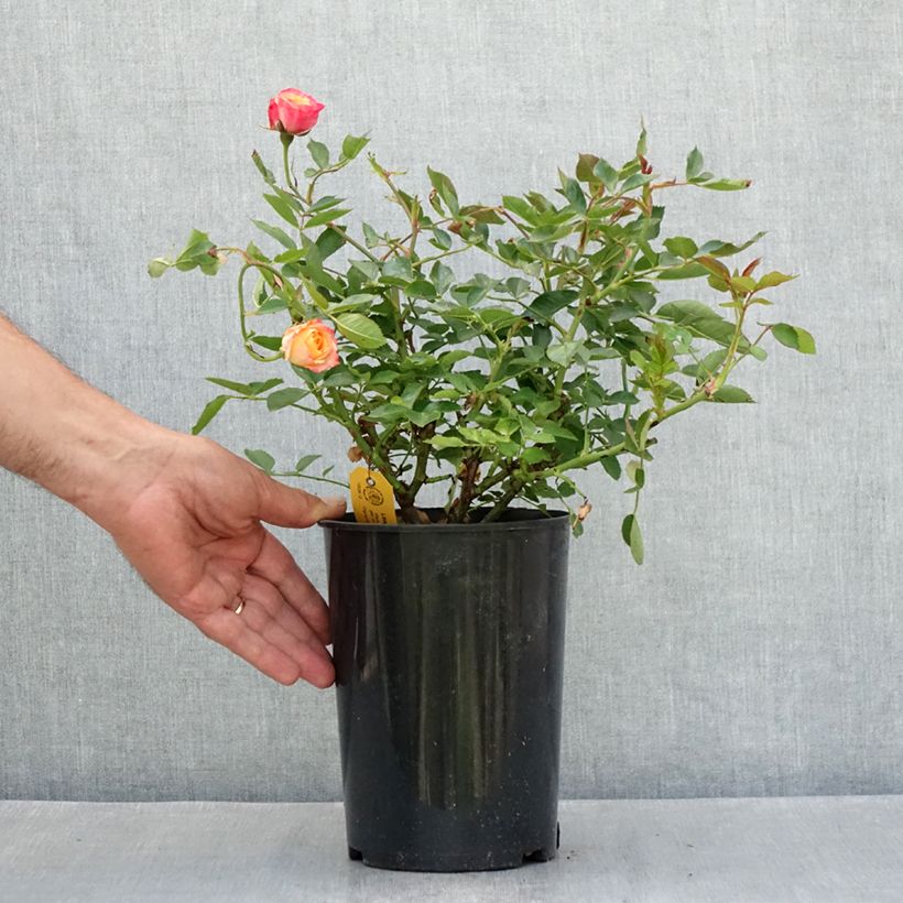 Exemplaar van Rosa Little Sunset - Patioroos Pot van 1,5 l/2 l zoals geleverd in de zomer