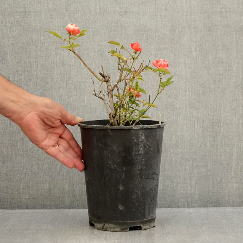 Exemplaar van Rosa Koster Orange - Miniatuurroos Pot van 3 l/4 l zoals geleverd in de zomer