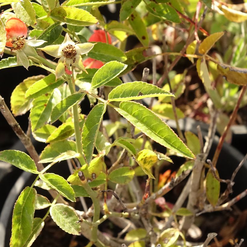 Rosa Koster Orange - Miniatuurroos (Blad)